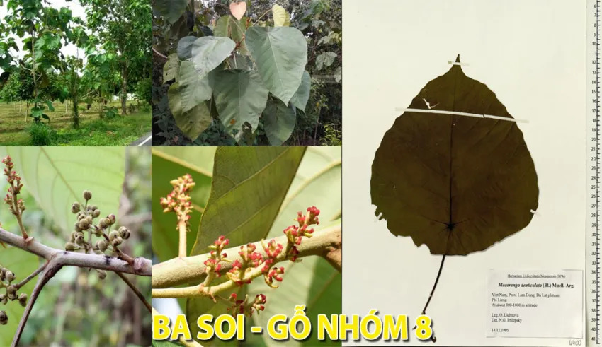 Nhân diện cây Ba soi thông qua các đặc điểm tự nhiên (Hoa, lá, quả, cành)