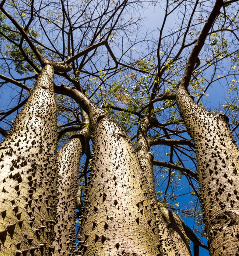 Cây Vông có thân xốp, tán thưa và rộng
