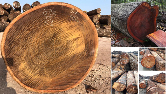 Gỗ lim xanh là loại gỗ lớn, hiếm tại Việt Nam