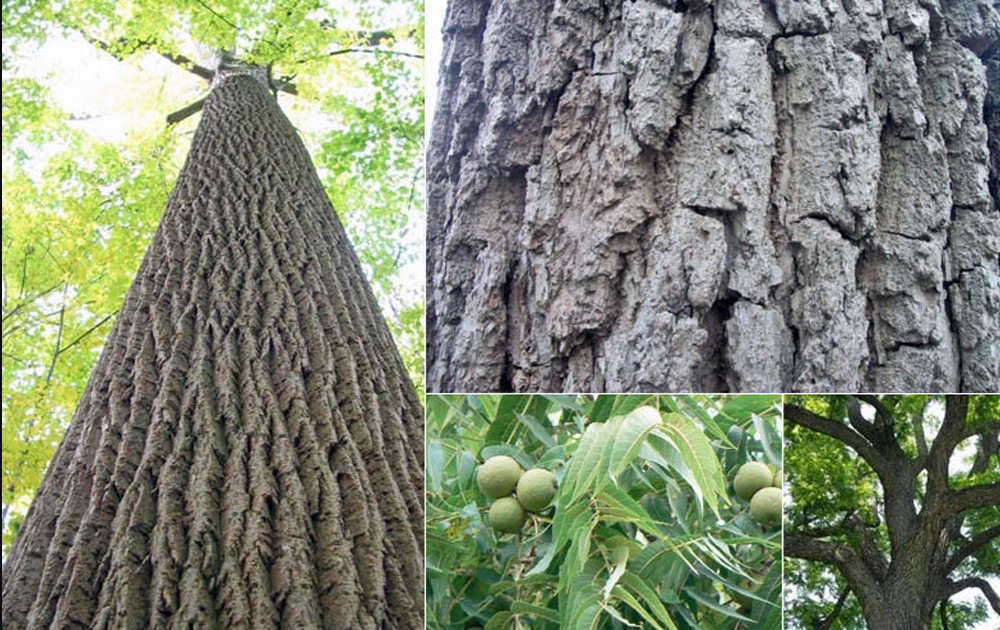 Cây gỗ óc chó trong tự nhiên