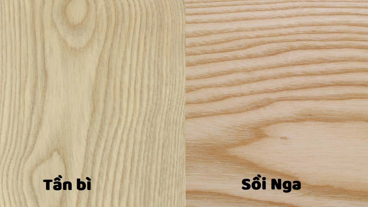 Vân gỗ và màu sắc của gỗ tần bì và gỗ sồi Nga (gỗ tần bì tay trái, gỗ sồi Nga bên phải)